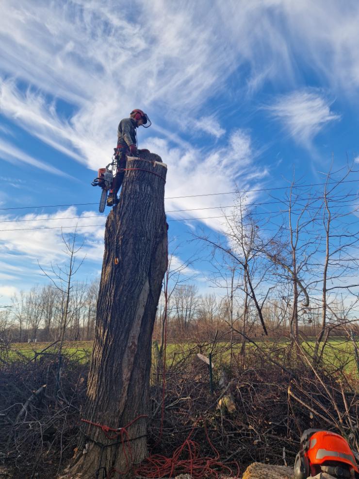 postupné kácení lípy Bohumín